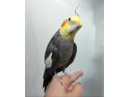Adopt Mulligan a Cockatiel