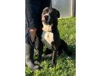 Adopt Axel a Pit Bull Terrier, Mixed Breed