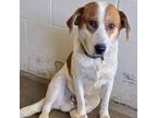 Adopt Murphy 24-0470 a Beagle, Hound