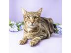 Adopt Jack Jack a Domestic Short Hair