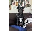 Adopt Jaya a Pit Bull Terrier, German Shepherd Dog