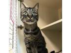 Adopt Totoro a Domestic Short Hair