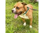 Adopt Diesel a Pit Bull Terrier