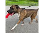 Adopt Conner a Pit Bull Terrier