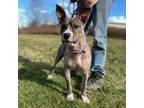 Adopt Oliver a Pit Bull Terrier