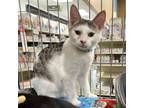 Adopt Eades a Tabby, Domestic Short Hair