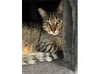 Adopt Bobinsky a Domestic Short Hair