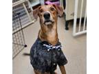 Adopt Ace a Whippet