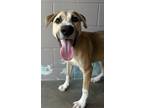 Adopt I`ll Tell You What a Black Mouth Cur, Mixed Breed