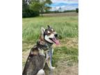 Adopt Artic a Siberian Husky, German Shepherd Dog