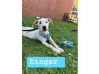 Adopt Dinger (3mo,20lbs) a Beagle, Terrier
