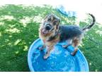 Adopt Cortez a German Shepherd Dog, Great Pyrenees