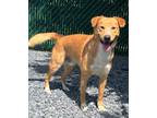 Adopt Chewie a Jack Russell Terrier