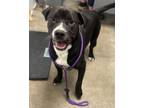 Adopt Frank a Boxer, Mixed Breed