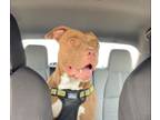 Adopt Rocket a Pit Bull Terrier, Labrador Retriever