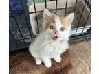 Adopt Colin a Domestic Long Hair