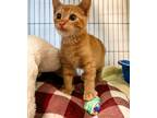 Adopt Wesley a Domestic Short Hair