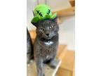 Adopt Gilbert a Domestic Short Hair
