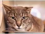 Adopt Dwight a Domestic Short Hair