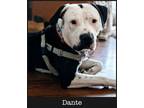 Adopt Dante a Pit Bull Terrier, American Staffordshire Terrier