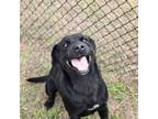 Adopt 19018 Baxter a Labrador Retriever