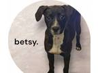 Adopt 19085 Betsy a Pit Bull Terrier