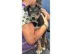 Adopt 19143 Hunter a Mountain Cur