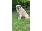 Adopt Benji a Saint Bernard, Mixed Breed