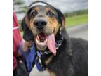 Adopt Chops a Hound