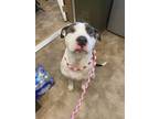 Adopt Parker a Mixed Breed
