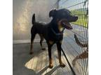 Adopt Clyde a German Shepherd Dog, Labrador Retriever
