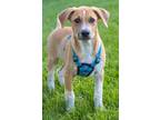 Adopt Cereal Litter - Cocoa Puffs a Australian Cattle Dog / Blue Heeler