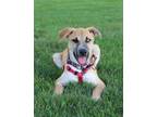 Adopt Cereal Litter - Wheaties a Shepherd, Australian Cattle Dog / Blue Heeler