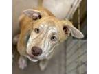 Adopt Indy - Sweet Puppy! Loves People and Dogs, Adopt $25 a Mixed Breed