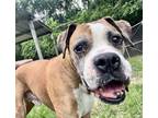 Adopt Hobo a Boxer