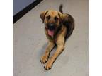 Adopt Roadrunner a German Shepherd Dog, Mixed Breed