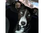 Adopt Paco OS PDR a Australian Shepherd