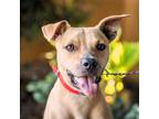 Adopt Cooper (Cas) a Jack Russell Terrier, Rat Terrier