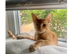 Adopt DIESEL a American Shorthair