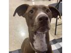 Adopt Lieutenant a Chocolate Labrador Retriever