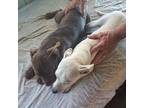 Tomas, Miniature Bull Terrier For Adoption In Killeen, Texas