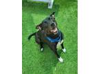 Adopt MARCELINE a Pit Bull Terrier, Australian Cattle Dog / Blue Heeler