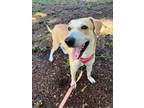 Adopt CLEMENTINE a Labrador Retriever, Mixed Breed