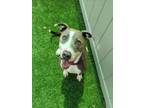 Adopt MACIE a Pit Bull Terrier