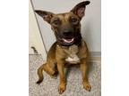 Adopt ROSA a German Shepherd Dog, Mixed Breed
