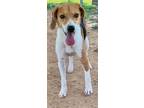 Adopt HONEYGOLD a Beagle