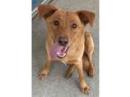 Adopt DIZZY a Labrador Retriever, Chow Chow