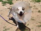 Adopt PERSEPHONE a Mixed Breed