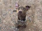Adopt KODIAK a Mixed Breed