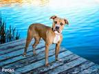 Adopt PECAN a Mixed Breed